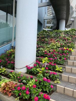 第134回総合会館外階段花壇。