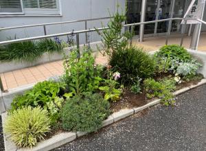 第138回分室入口前花壇。