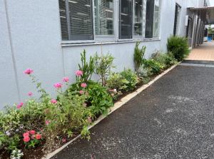 第138回分室前花壇。