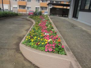 植え込み後３週間目の様子。