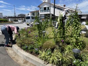 第139回植え込み中