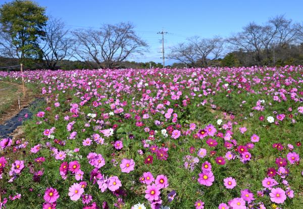 農林公園のコスモス