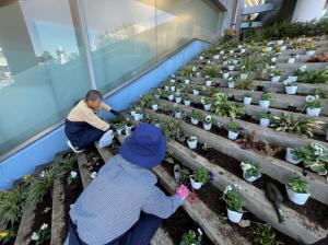 総合会館外階段花壇
