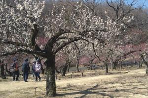 梅の花
