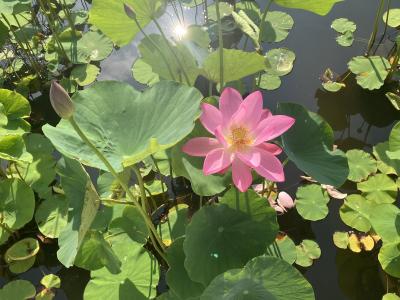 開花したピンクのハス