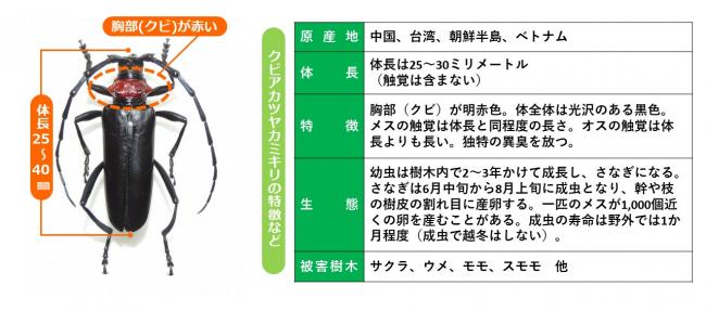 クビアカツヤカミキリの画像