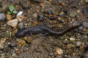 トウキョウサンショウウオ1