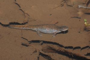 トウキョウサンショウウオ2