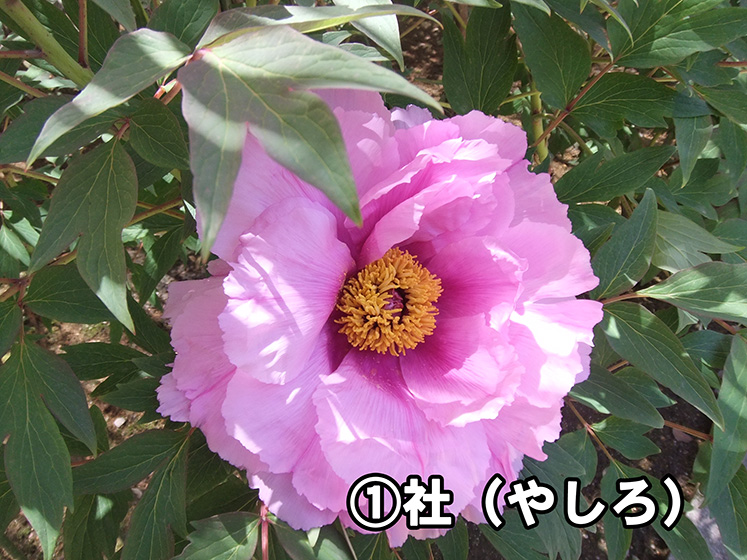 1.社（やしろ）