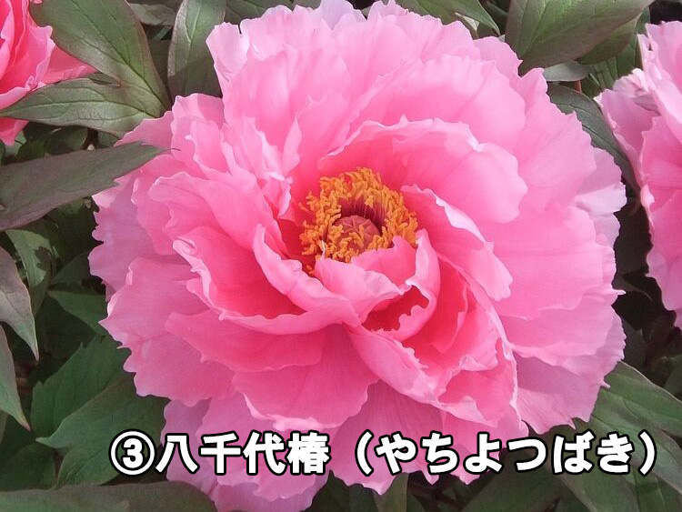 3.八千代椿（やちよつばき）