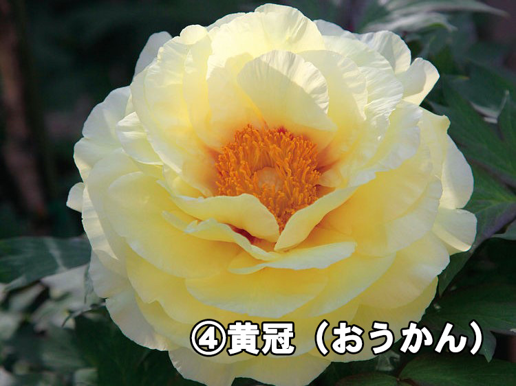 4.黄冠（おうかん）