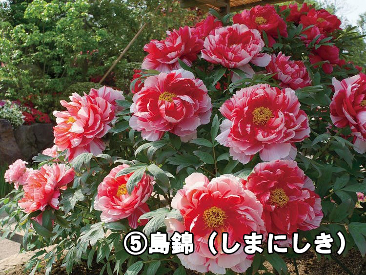 5.島錦（しまにしき）